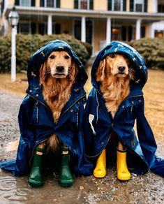 two dogs wearing raincoats and rubber boots sitting on the ground in front of a house