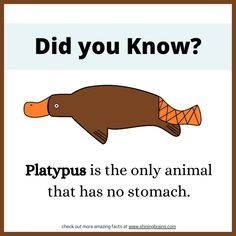 a poster with the words did you know? and an image of a platypus