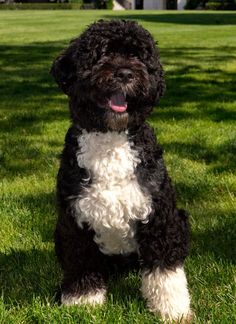 a black and white dog sitting in the grass