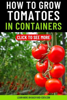 how to grow tomatoes in containers