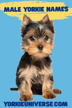 a small dog sitting in front of a blue background with the words male yorkie names