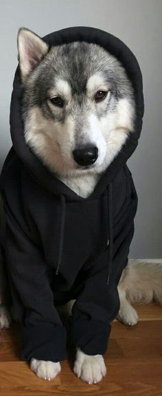 a husky dog wearing a black hoodie and sitting on the floor with his eyes closed