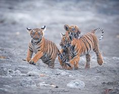 Archi's cubs 

Nikon D850 & Nikkor 500 f/4 FL ED VR

#photography #photooftheday #photochallenge #photos #nikon

Disclaimer; photos / videos are not mine.💖
Portrait credit : - Respected owner ( DM for credit or removal .. 

Double tap if you Like ❤️ Vr Photography, Nikon D850, Photo Challenge, Double Tap, Nikon, Tap, Photo And Video, Photography, Animals