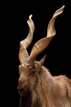 an animal with very long horns standing in front of a black background