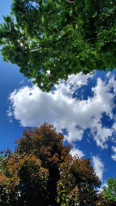 some trees and clouds in the sky with no one on it or someone looking up at them