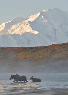 two hippopotamus wading through the water in front of a mountain range