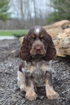 a brown and white dog sitting on top of a pile of mulch next to rocks