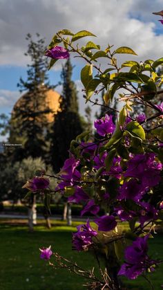 purple flowers are blooming in the foreground with a domed building in the background