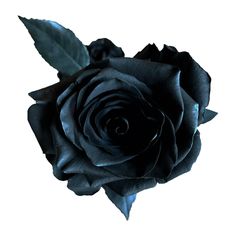 a black rose with green leaves on it