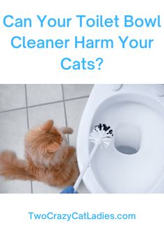 We use so many chemical cleaners in our homes. I mean they smell lovely and clean great, so what’s the issue? These chemical household cleaners we use on our counters and floors affect our cats’ health. Toilet Bowl Cleaner