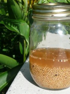 a glass jar filled with liquid sitting on top of a cement slab next to plants