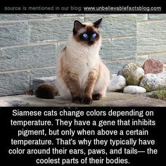 a siamese cat with blue eyes sitting on the ground in front of a brick wall