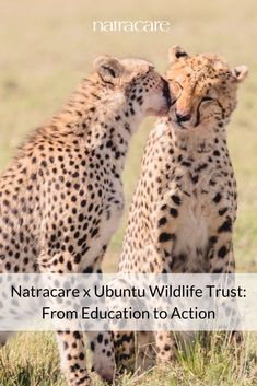 two cheetah cubs playing with each other in the grass, text reads natracae x ubuntu wildlife trust from education to action