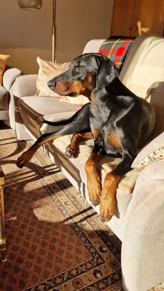 a black and brown dog laying on top of a white couch next to a lamp