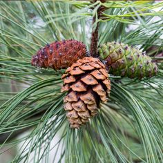 some pine cones are hanging from a tree