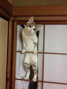 a cat sitting on top of a window sill with its paws in the air