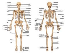 the human skeleton and its major bones