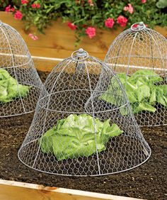 three wire cages with lettuce in them on top of the ground next to flowers