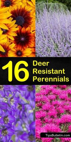 six different flowers with the words 16 deer resistant perennials written below them in yellow and purple