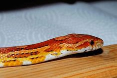 a close up of a snake on a wooden surface