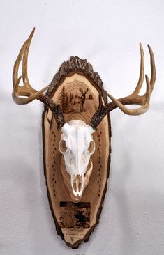 an animal's skull mounted on the side of a wall with deer antlers