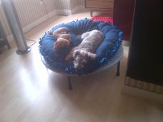 a dog laying in a bed on the floor with a teddy bear and stuffed animal