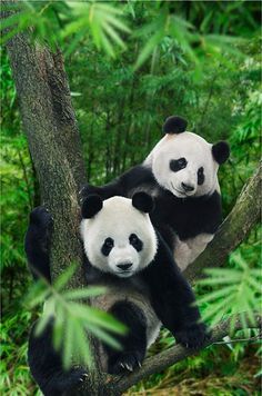 two pandas sitting in a tree together on the same branch as one looks at the camera