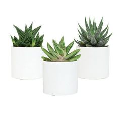 three potted plants in white pots on a white background