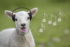 a sheep wearing headphones with music notes coming out of it's ears and flowers in the background