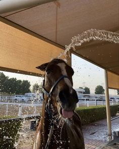 a horse is standing under an awning with water coming out of it's mouth