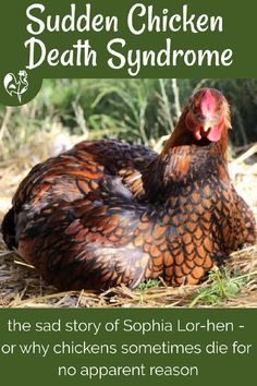 Have you ever had a chicken die for no apparent reason? This article explains why it happens, what we can do about it and tells the sad story of a chicken called Sophia Lor-hen. #backyardchickens #suddenchickendeath #chickenillness #homesteading Caring For Chickens, First Aid Kit Checklist, Chickens 101, Chicken Flock, Livestock Guardian Dog, Chicken Care, Chicken Eating, Chicken Health