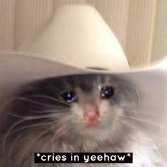 a gray and white cat wearing a white cowboy hat