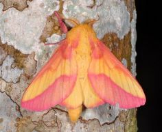 a yellow and pink moth sitting on top of a tree