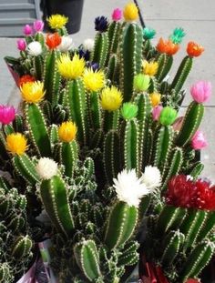 many colorful cactus plants in pots on the ground