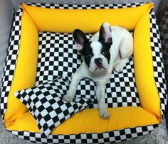 a black and white dog laying on top of a checkered couch