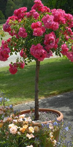 a potted plant with pink flowers in it on the ground near some grass and trees