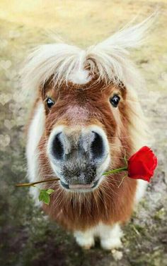 a small pony with long hair and a flower in it's mouth is looking at the camera