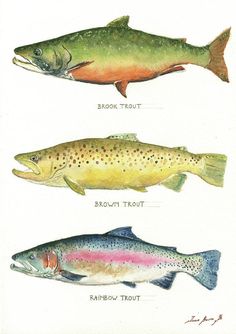 three different types of fish are shown in this framed art print by artist mark taylor