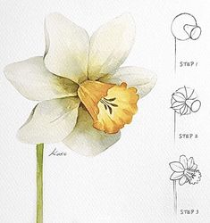 Flower Drawings Step By Step, Cecilia Flower, Flower Study Drawing, Drawing Ideas Color, Marker Painting, Flower Drawings, Pretty Flower Drawing, Nature Art Drawings, Learn Watercolor Painting