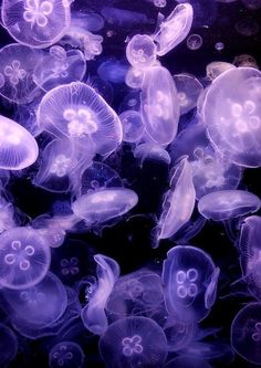 many jellyfish are swimming in the water