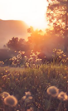 the sun shines brightly through the trees and grass in this field with dandelions