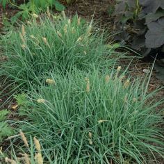 some very pretty green plants in the grass