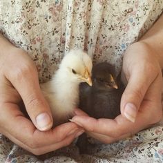 a person holding two small birds in their hands