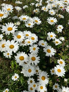 many white daisies are growing in the grass