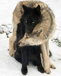 two gray wolfs cuddle together in the snow