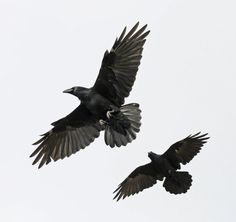 two black birds are flying in the sky