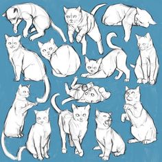 a bunch of cats that are standing up and sitting down in different positions on a blue background