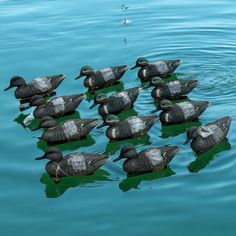 a flock of ducks floating on top of a lake next to green algae covered water