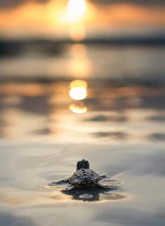 a small turtle is swimming in the water at sunset, with the caption conquer the world