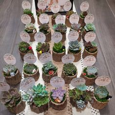 there are many succulents on the table with tags for each planter